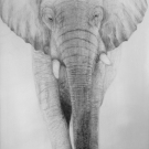ohne Titel/untitled #681, <span style='font-weight:400;'>Elefant - Bleistiftzeichnung auf Leinwand 120 x 190 x 4 cm    
Preis auf Anfrage</span>