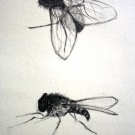 ohne Titel/untitled #248, <span style='font-weight:400;'>Bleistift auf Papier, Studie einer Fliege</span>